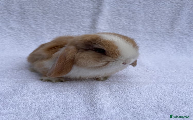 Mini Lop rabbits - Advert 8