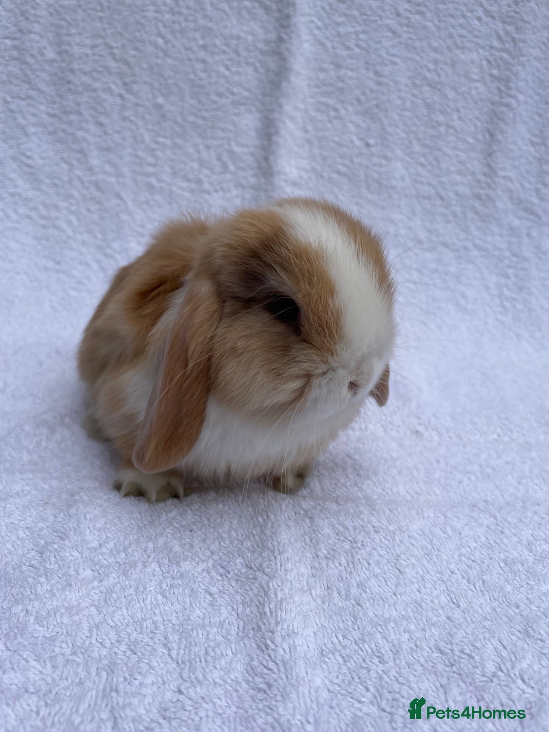 Mini Lop rabbits for sale: MINILOP BABIES READY TO RESERVE  - Image 8