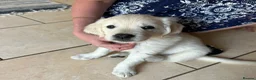 Golden Retriever dogs for sale: 1 Handsome Cream Golden Retriever Boy - Advert 3