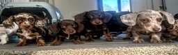 Dachshund dogs for sale: REDUCED chocolate and tan girl available NOW  - Advert 5