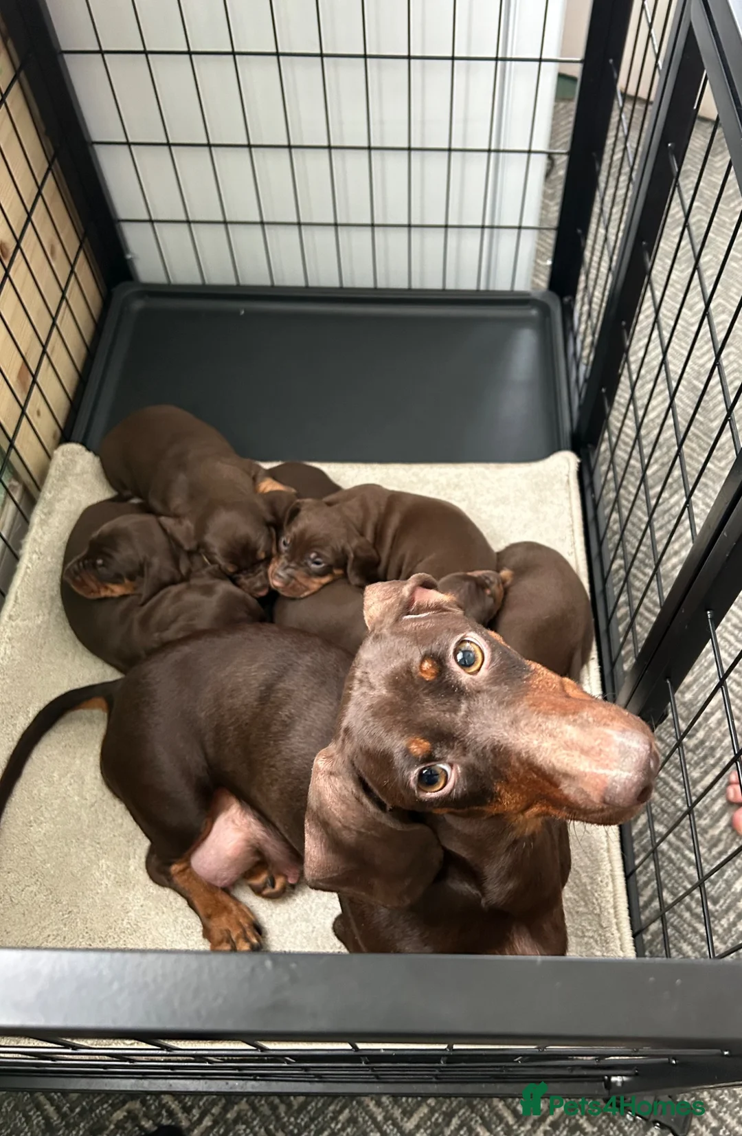 Dachshund dogs for sale: Miniature dachshunds - Advert 1