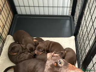 Dachshund dogs Miniature dachshunds - Advert 12