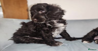 Cockapoo dogs - Advert 5