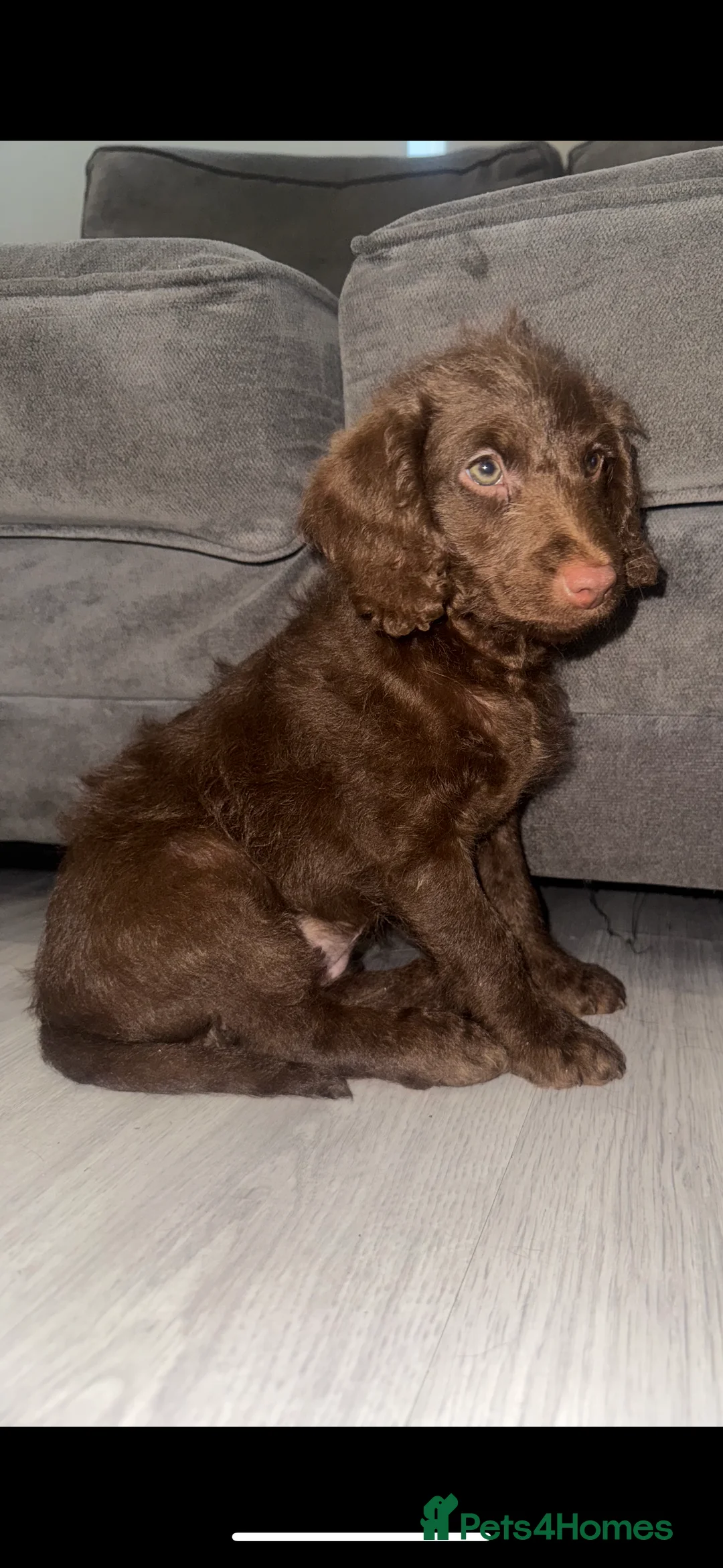 Labradoodle dogs for sale: Labradoodle puppy in Swanley - Advert 4