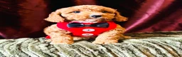 Cavapoo dogs for sale: Real Life Teddys Looking for love  - Advert 15