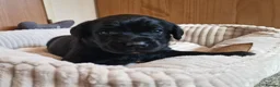 Springador dogs for sale: BEAUTIFUL SPRINGADOR PUPPIES - Advert 25