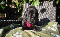 Newfoundland dogs for sale: Outstanding Newfoundland babies  - Image 16