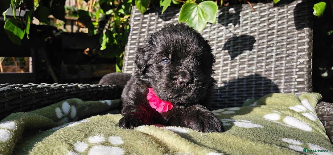 Newfoundland dogs for sale: Outstanding Newfoundland babies  - Image 16