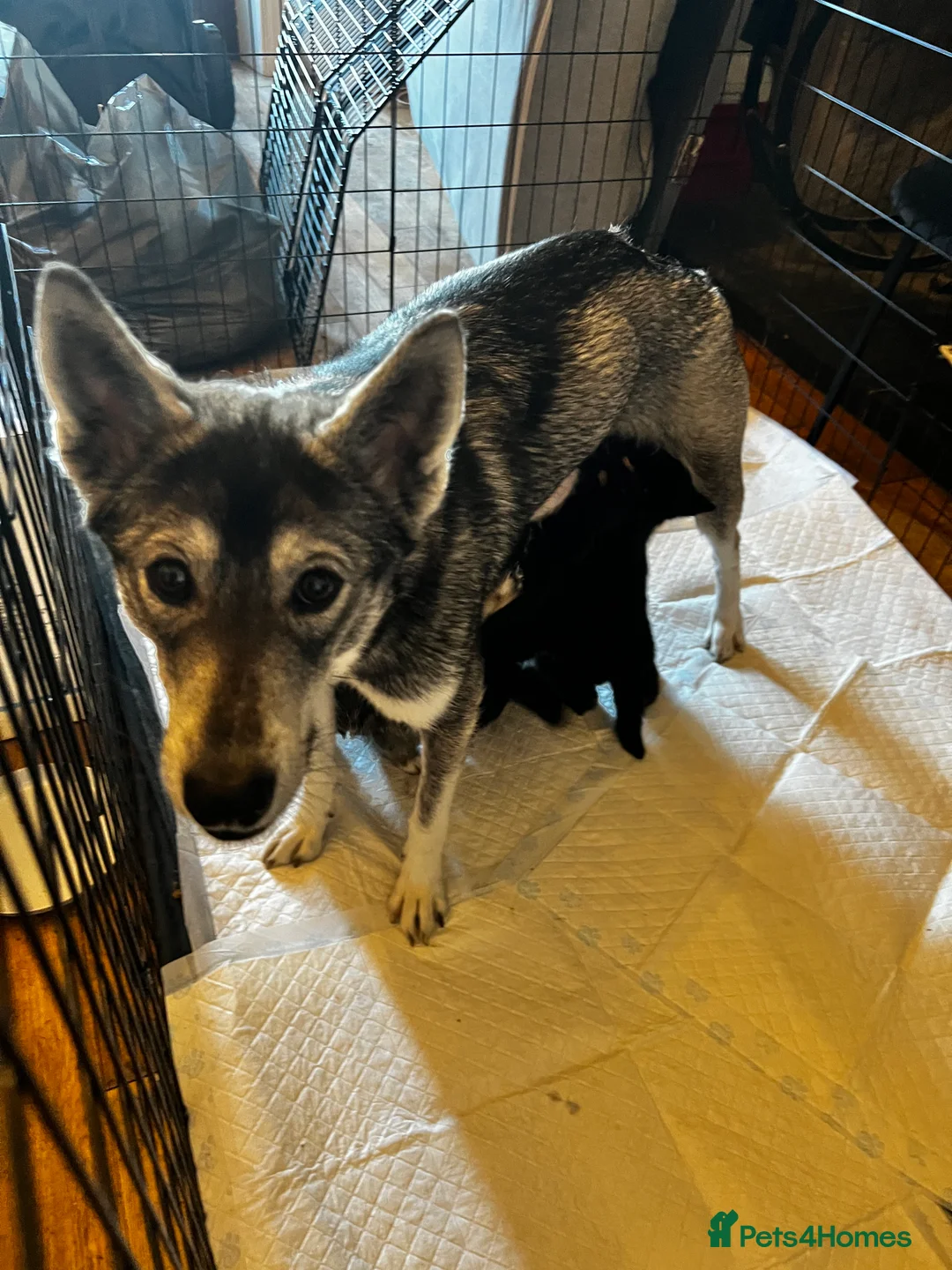 Mixed Breed dogs for sale: Bernese X Huskydor Pups - Advert 9