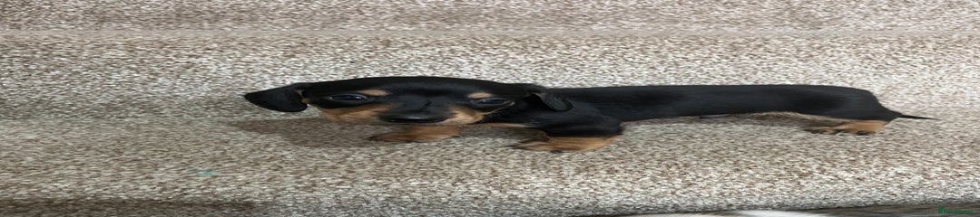 Miniature Dachshund Puppy 2