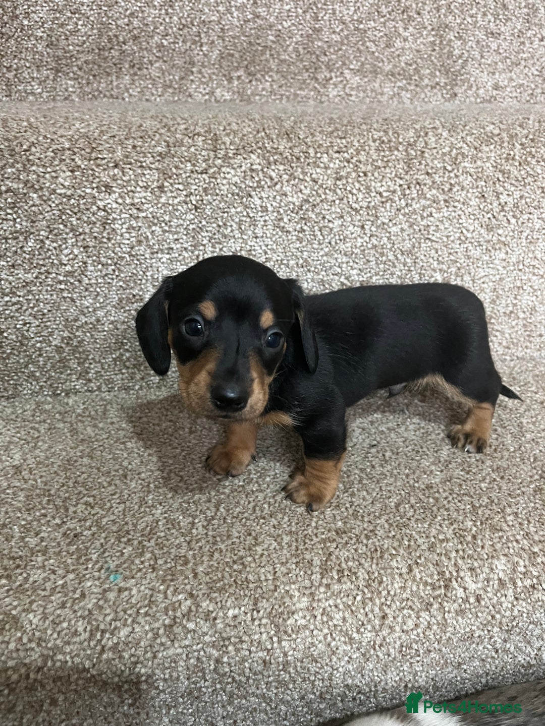 Miniature Dachshund dogs for sale: Miniature dachshund puppies - Image 3