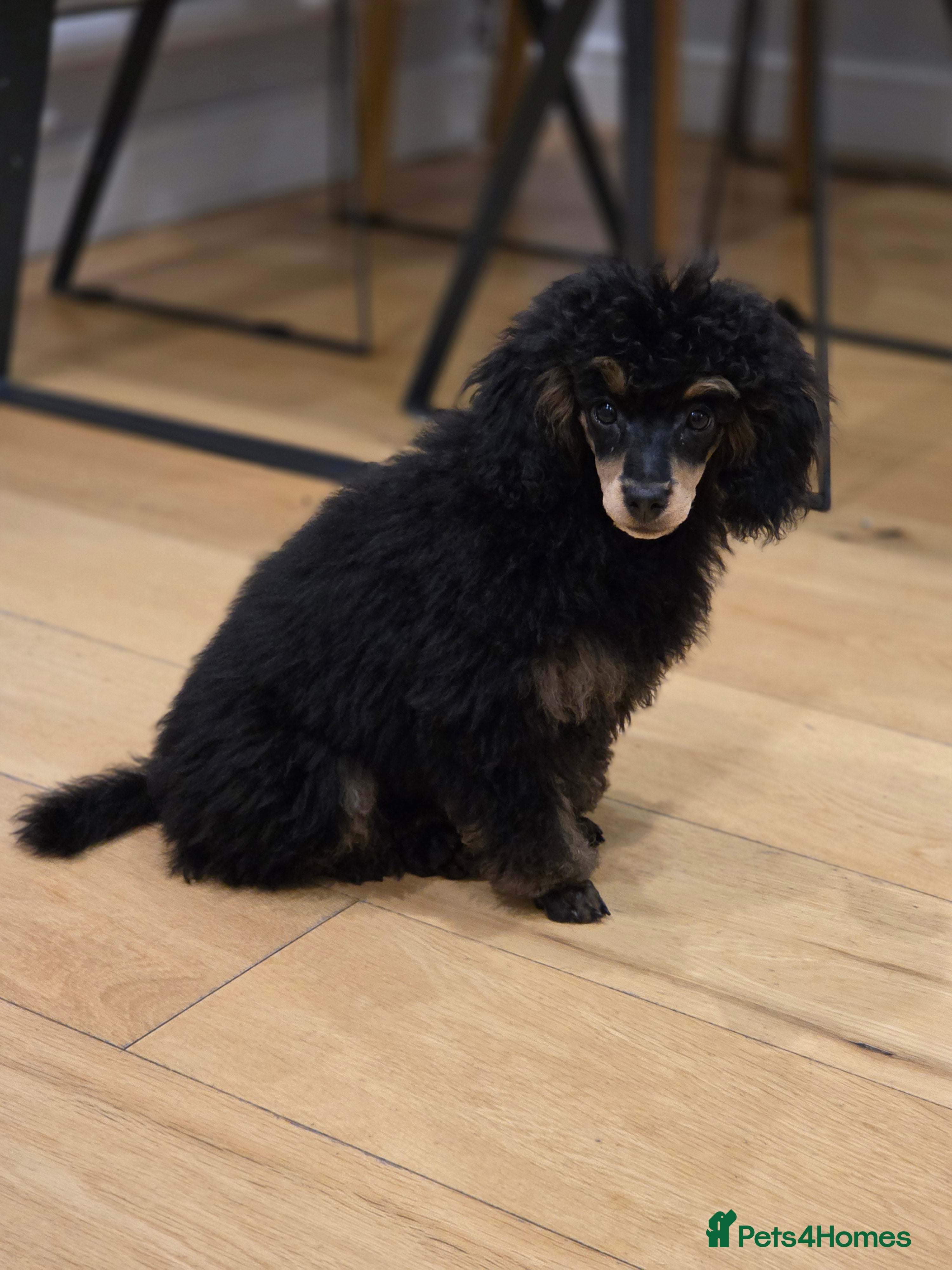 Toy Poodle dogs KC reg male phantom toy poodle - Advert 7