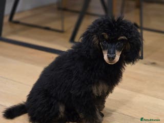 Toy Poodle dogs KC reg male phantom toy poodle - Advert 5