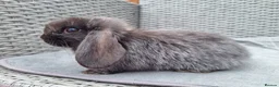 Mini Lop rabbits for sale: French x Mini Lop kits looking for new homes! - Advert 19