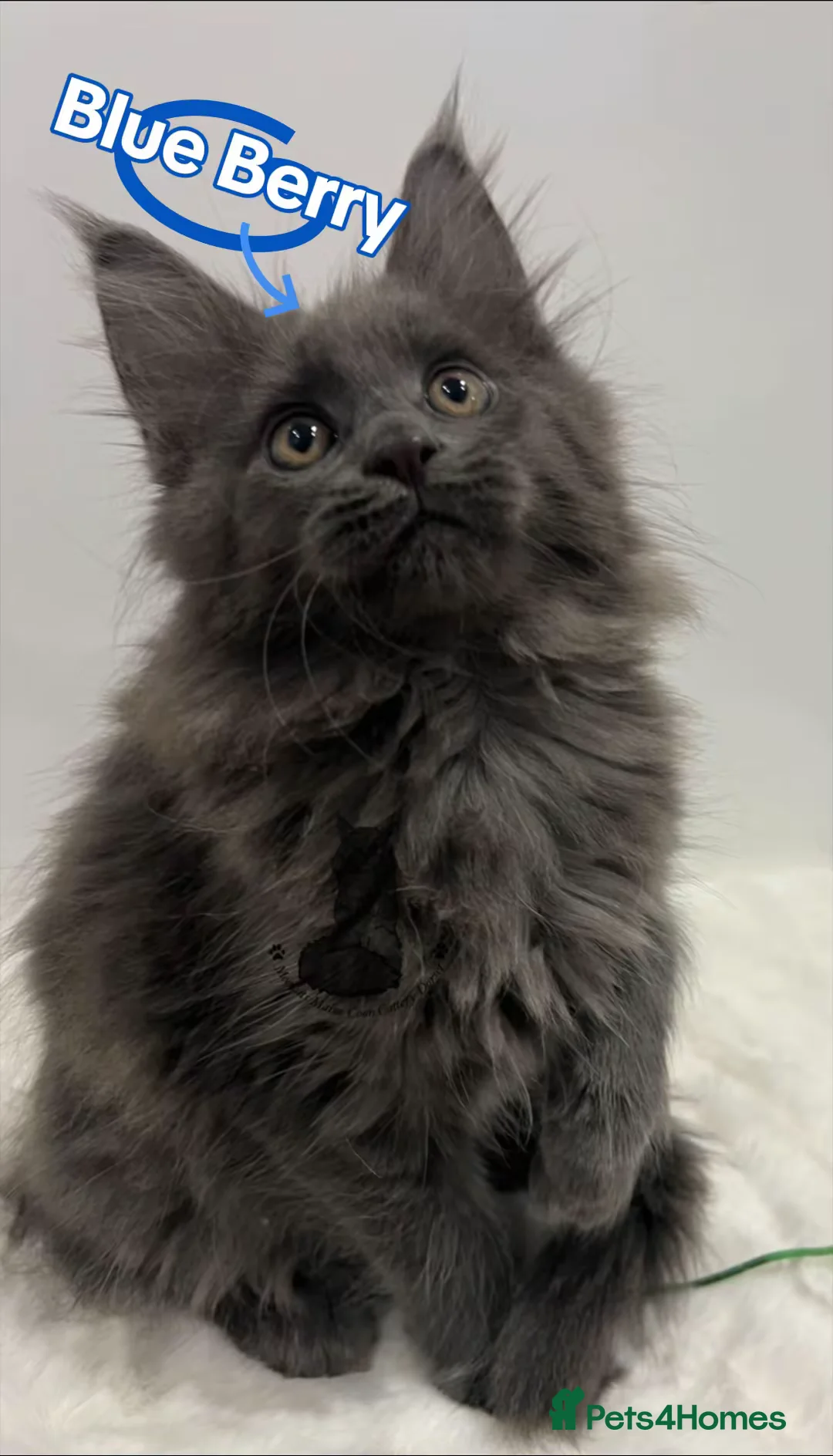 Maine Coon cats for sale: TICA blue female Maine Coon girl stunning nice  - Advert 1