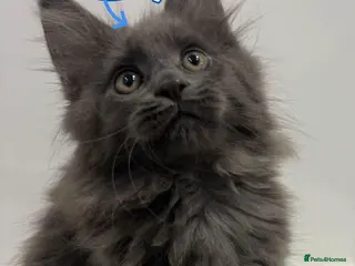 Maine Coon cats TICA blue female Maine Coon girl stunning nice - Advert 18