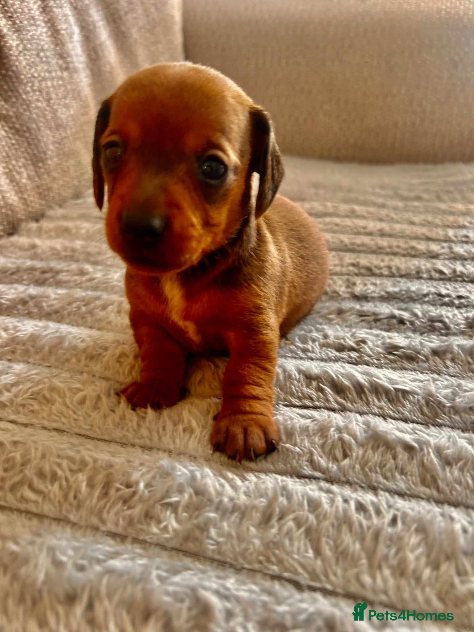 Miniature Dachshund dogs Miniature dachshund puppies  - Advert 13