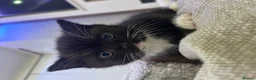 Mixed Breed cats for sale: mixed breed tuxedo kittens - 1 male and female - Advert 5