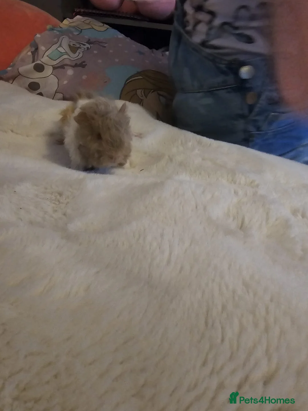 Guinea Pig rodents for sale: Adorable female guinea pig babies  in Nottingham - Advert 17