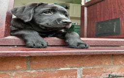 Labrador Retriever dogs for sale: KC registered Beautiful Chunky Black Labs   - Image 14