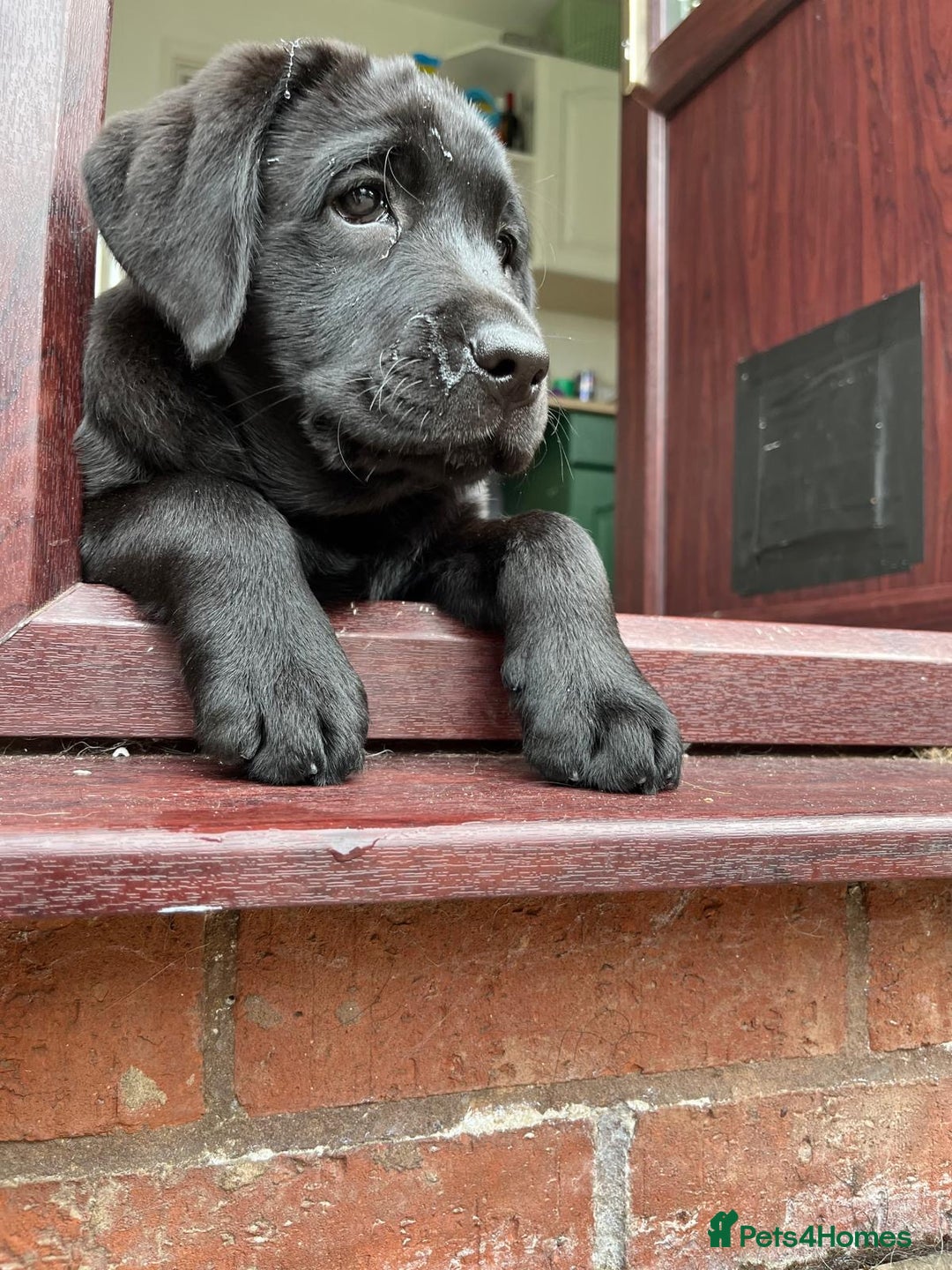 Labrador Retriever dogs for sale: KC registered Beautiful Chunky Black Labs   - Image 14