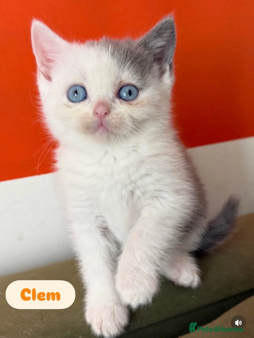 British Shorthair cats for sale: Rare Lilac, Cream & Blue Bicolour BSH kittens - Advert 16