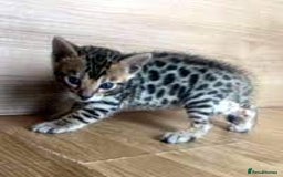 Bengal cats for sale: Bengal Kittens - Image 3