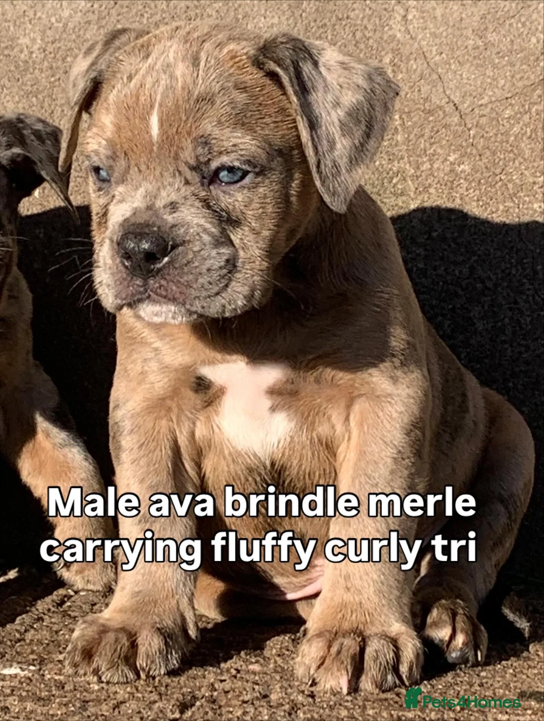 Olde English Bulldogge dogs for sale: Olde English bulldogges generational  - Advert 17