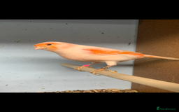 Canaries birds for sale: Red dimorphic canaries  - Image 3