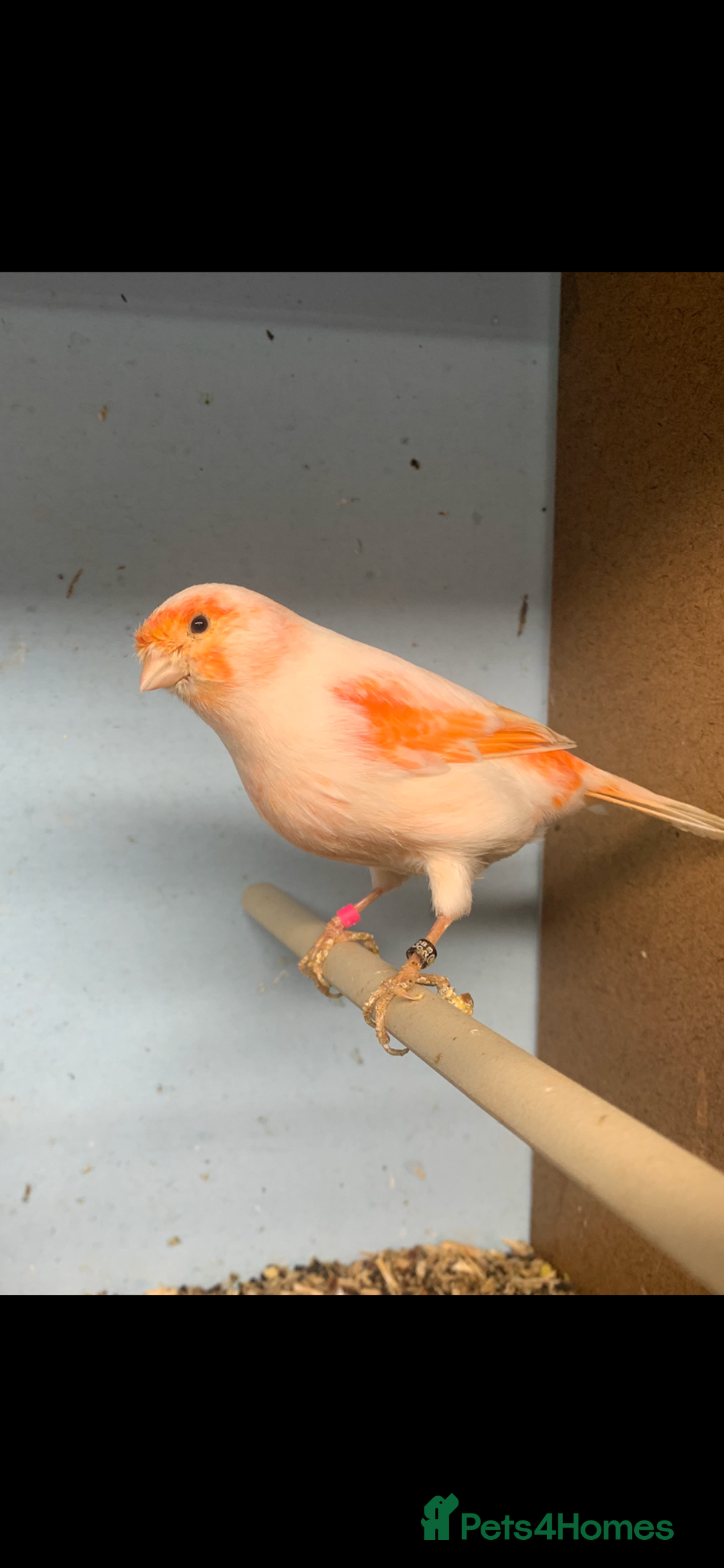 Canaries birds for sale: Red dimorphic canaries  - Image 3