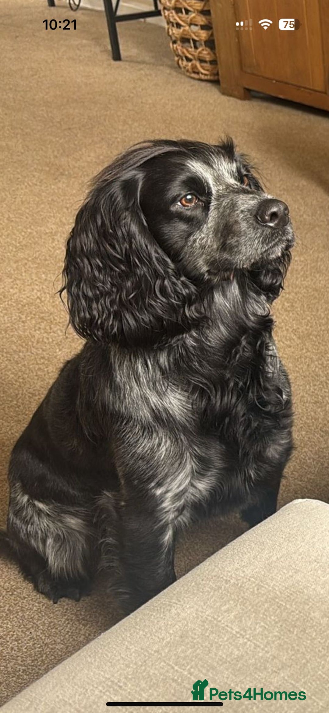 Cocker Spaniel dogs for stud: PROVEN KC Registered Roan Cocker Spaniel for Stud  - Image 2
