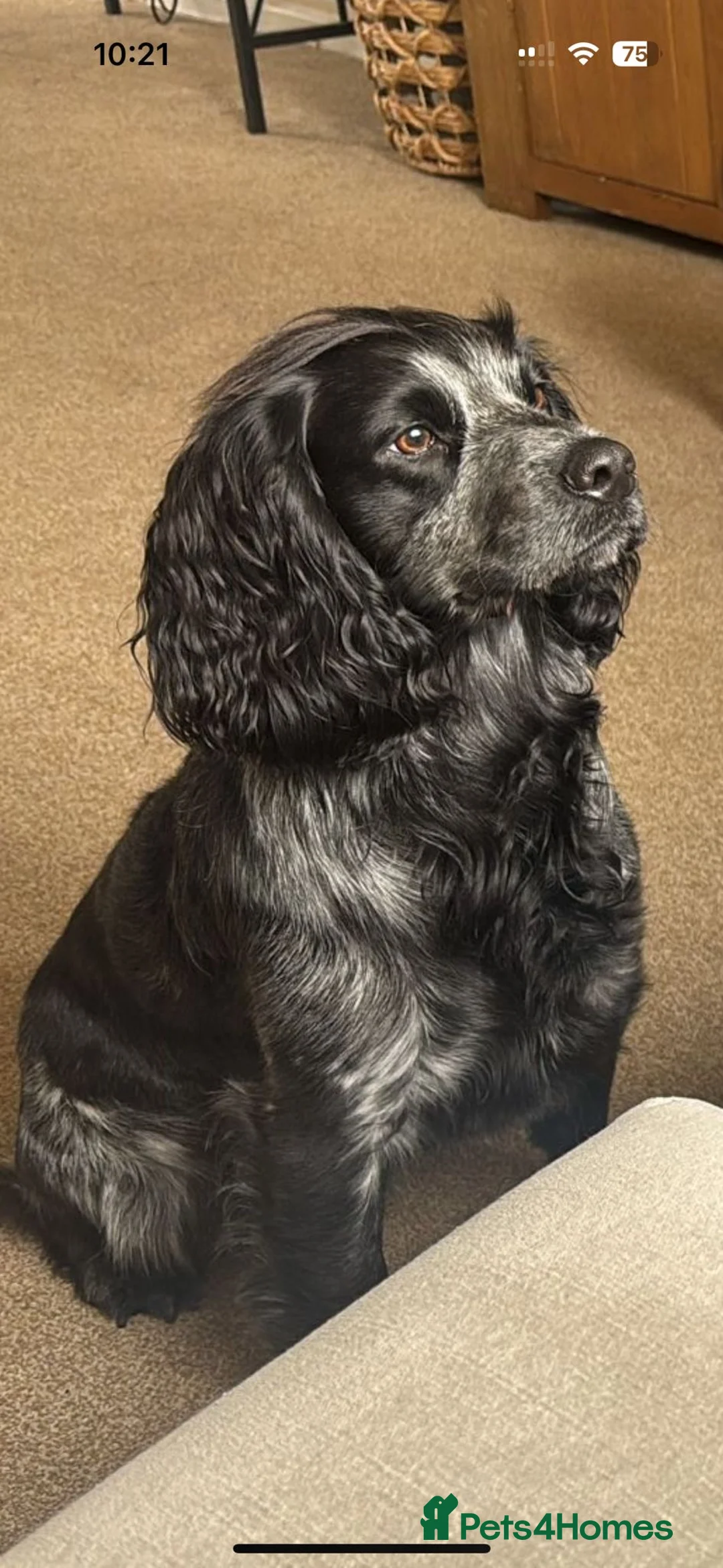 Cocker Spaniel dogs for stud: PROVEN KC Registered Roan Cocker Spaniel for Stud  - Advert 3