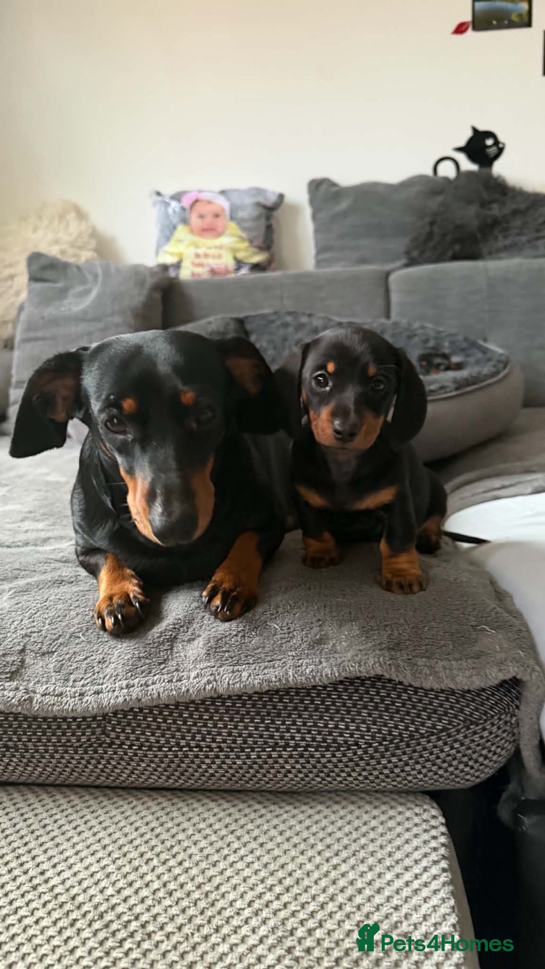 Miniature Dachshund dogs Miniature short haired Dachshund Puppy’s - Advert 2