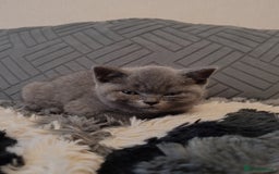 British Shorthair cats for sale: British short hair  - Image 13
