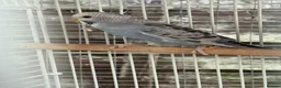 Budgerigars birds for sale: Baby budgies  - Advert 4