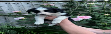 Border Collie Puppy 1