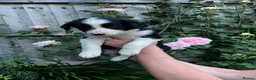Border Collie dogs for sale: Border collie puppies - Advert 3