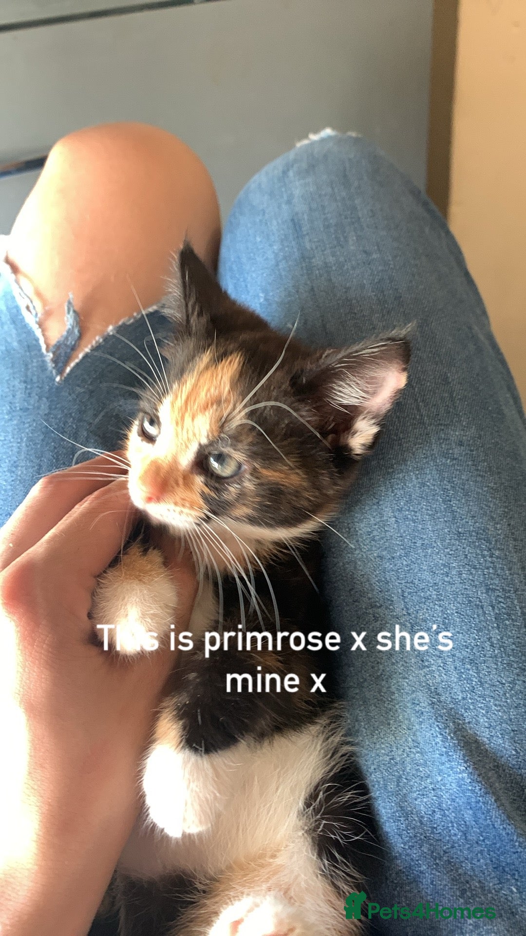 Mixed Breed cats for sale: Beautiful female  - Image 1