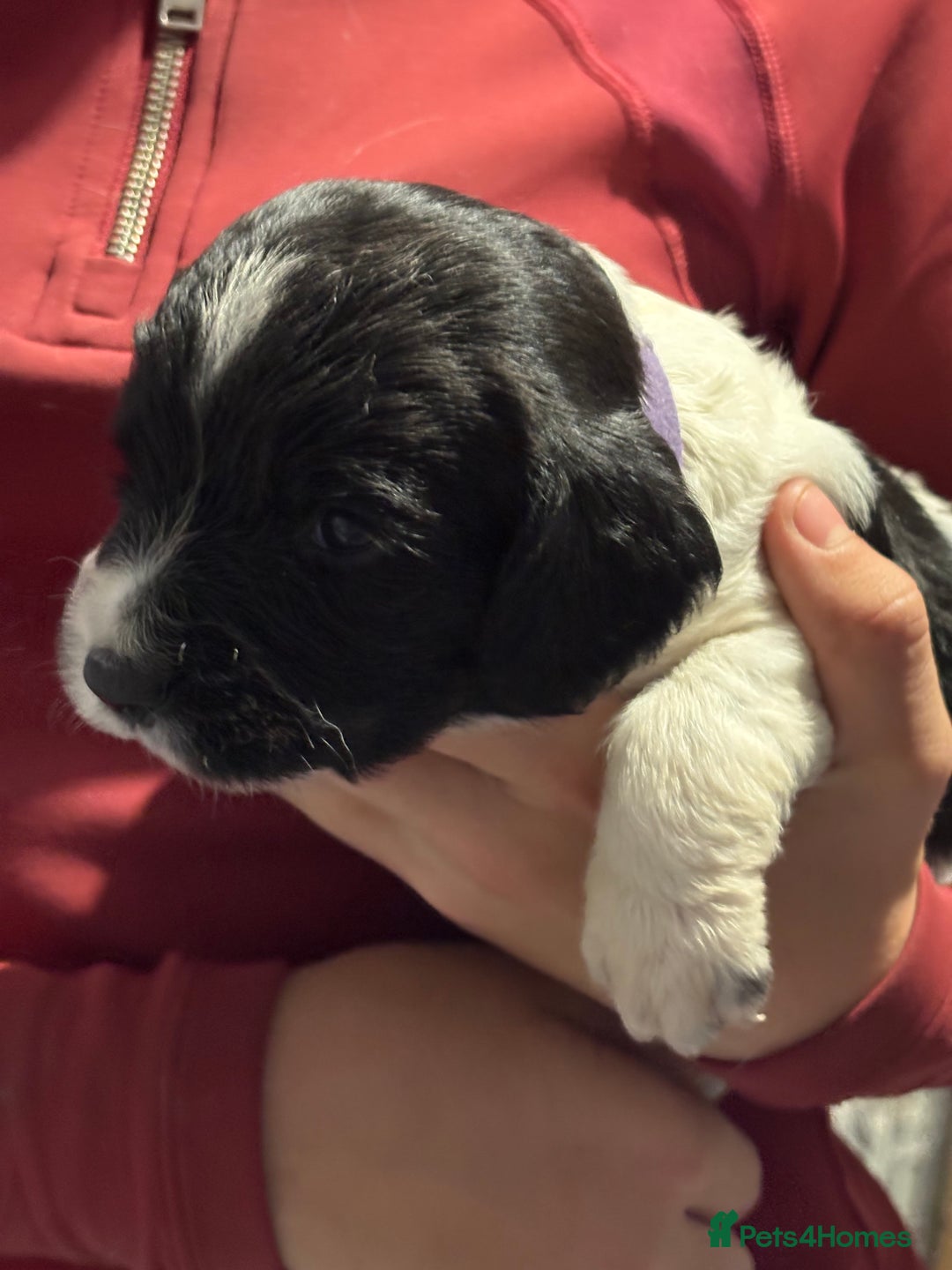 English Springer Spaniel dogs for sale: Working English springer spaniel puppies !!! - Image 11
