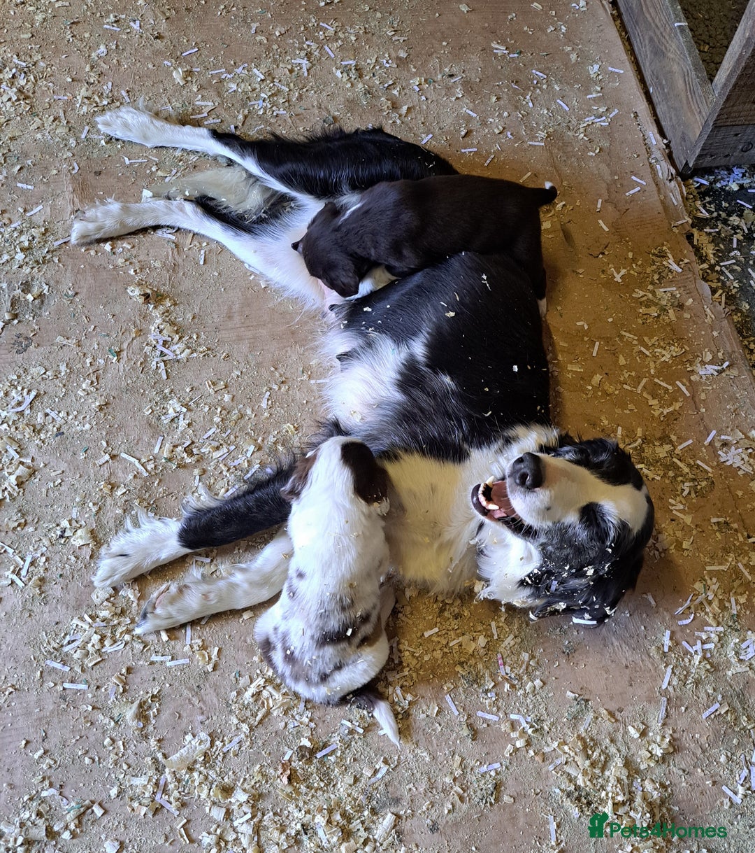 Mixed Breed dogs for sale: Mixed breed rainbow of colours  - Image 11