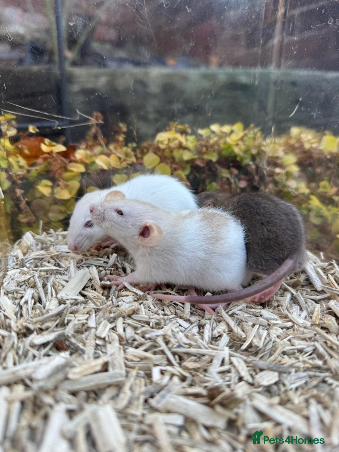 Rat rodents for sale: Beautiful baby full size and dwarf rats ready 9Dec - Advert 4