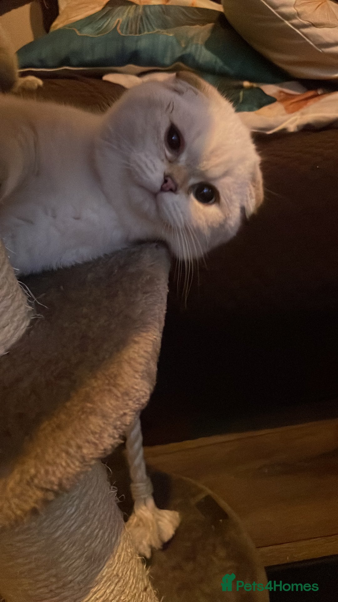 Scottish Fold cats for sale: For sale: five Scottish Kittens  - Image 7