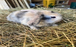 Lionhead rabbits for sale: Lion head x mini lop  - Image 11