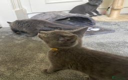 Russian Blue cats for sale: Russian Blue Kittens  in Lanark - Image 20