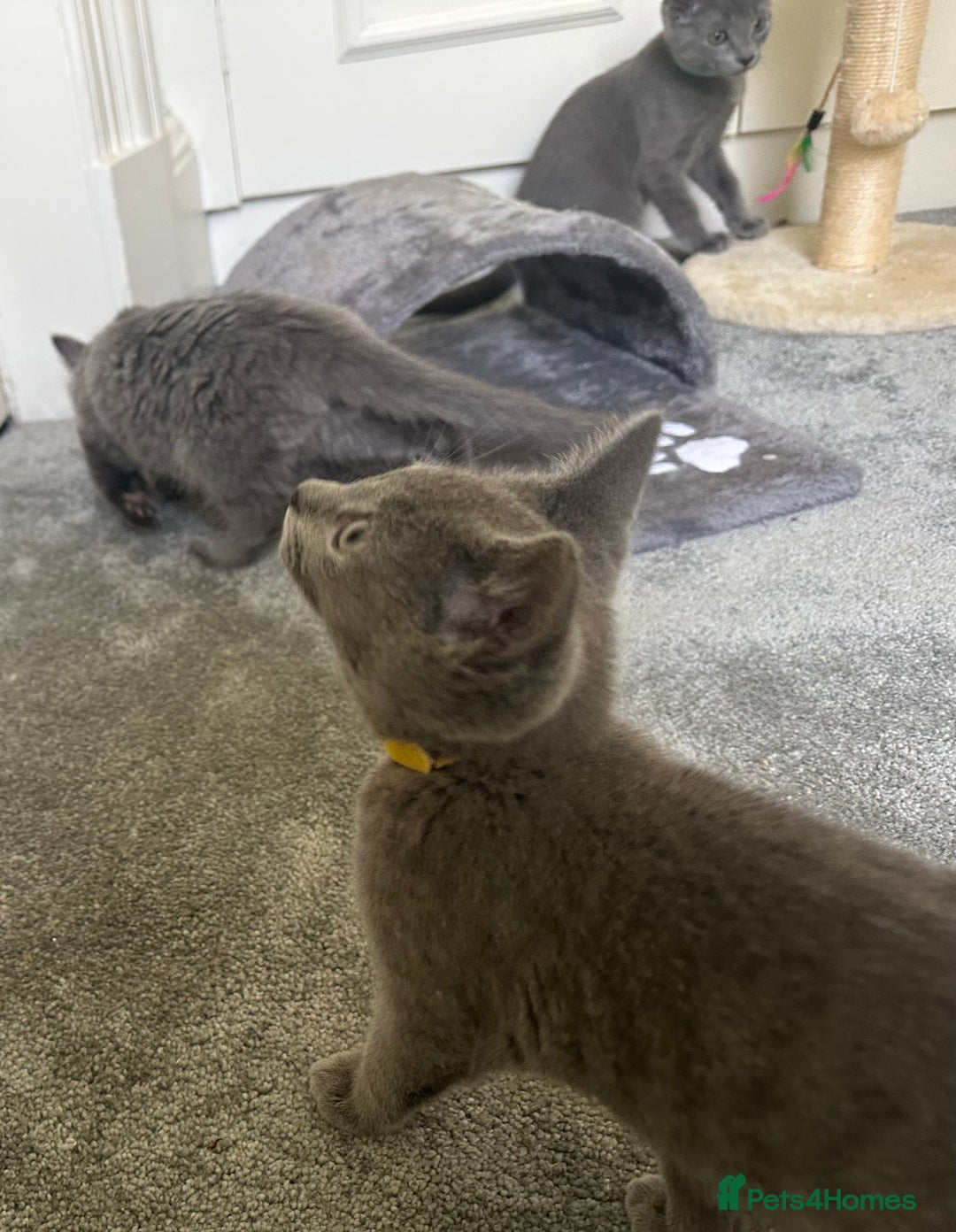 Russian Blue cats for sale: Russian Blue Kittens  in Lanark - Image 20