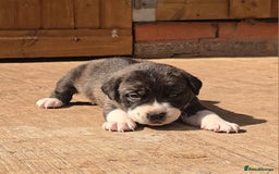 Cane Corso dogs for sale: Beautiful Italian Mastiff available - Image 11