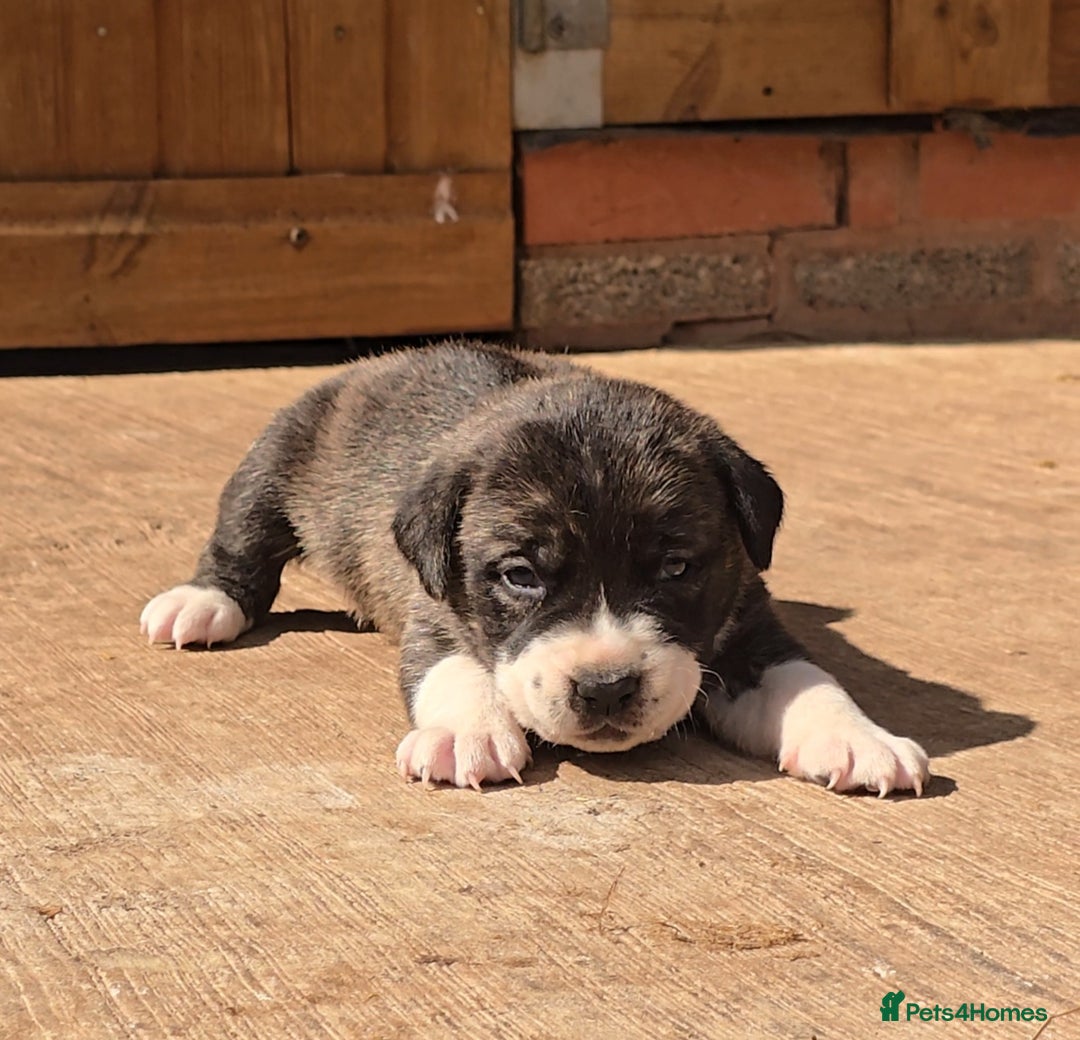 Cane Corso dogs for sale: Beautiful Italian Mastiff available - Image 11