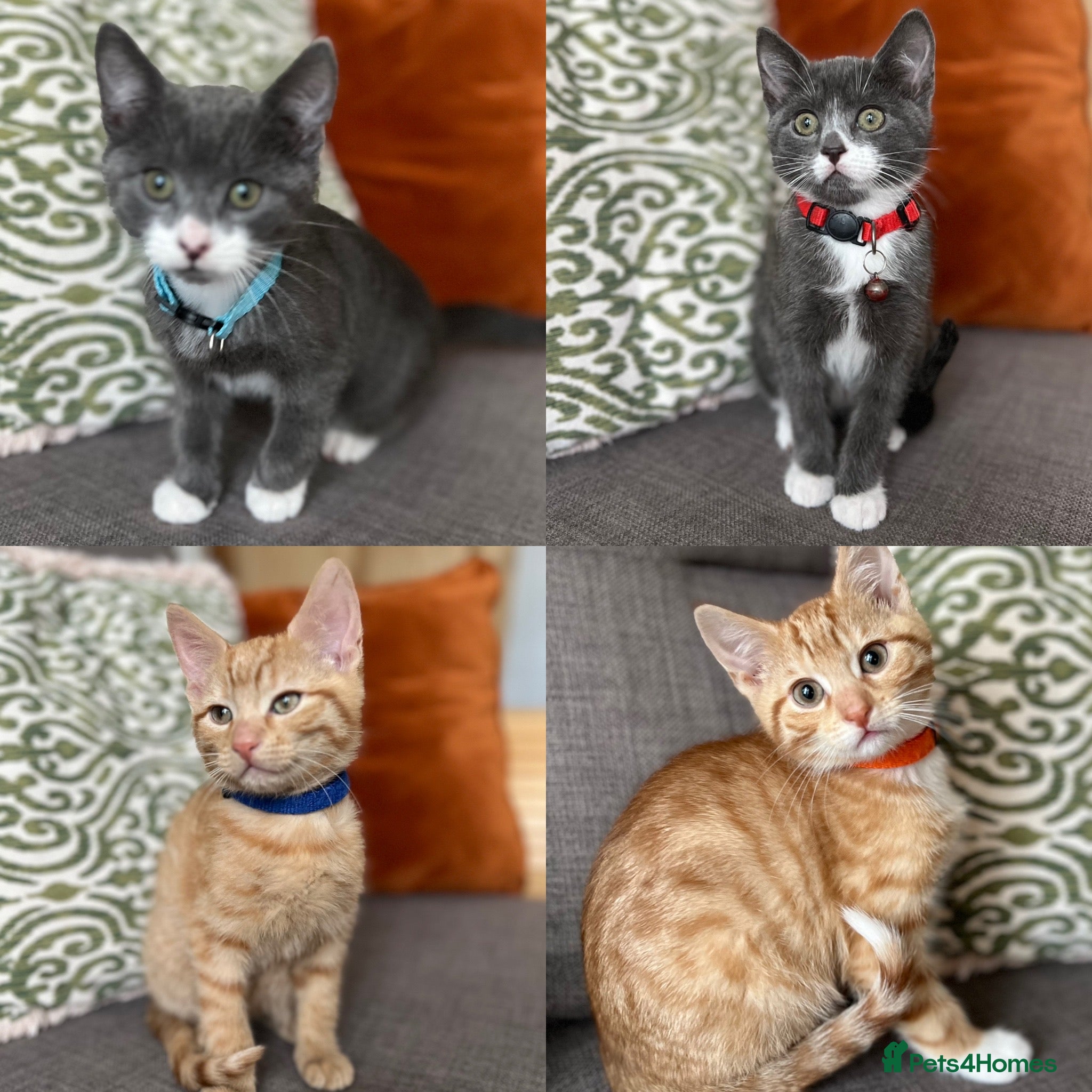 British Shorthair cats British Shorthair kittens  - Advert 18