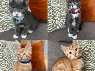 British Shorthair cats British short hair kittens - Advert 6