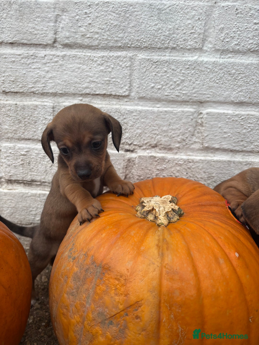 Mixed Breed dogs for sale: Minature Dacshund cross jack Russell  - Image 2